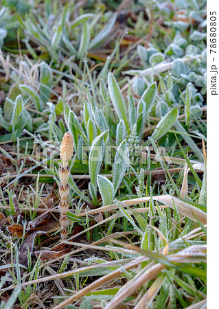 早春のつくしが元気よく 早春のつくしが元気よく 78680805