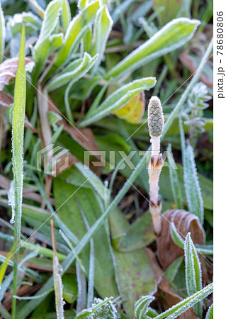 早春のつくしが元気よく 早春のつくしが元気よく 78680806