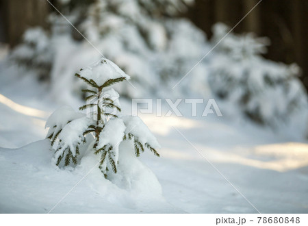 Young tender spruce tree with green needles covered with deep snow and hoarfrost on bright colorful copy space background. Merry Christmas and Happy New Year greeting card. Young tender spruce tree with green needles covered with deep snow and hoarfrost on bright colorful copy space background. Merry Christmas and Happy New Year greeting card. 78680848