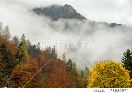 Foggy autumn forest with yellow trees covering mountain hill side. 78680974