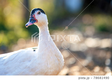 Detail of a duck head. Ducks feed on traditional rural barnyard. Close up of waterbird standing on barn yard. Free range poultry farming concept. 78681490