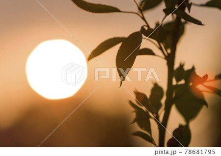 Dark green leaves of plant on copy space background of bright evening sky and big white sun. Dark green leaves of plant on copy space background of bright evening sky and big white sun. 78681795