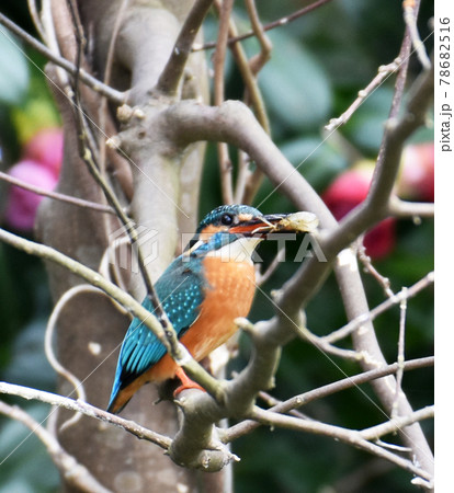 佐倉城址公園の野鳥　エビを捕食したカワセミ　オス 78682516