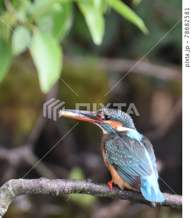 佐倉城址公園の野鳥 小魚を捕食したカワセミ メス 佐倉城址公園の野鳥 小魚を捕食したカワセミ メス 78682581