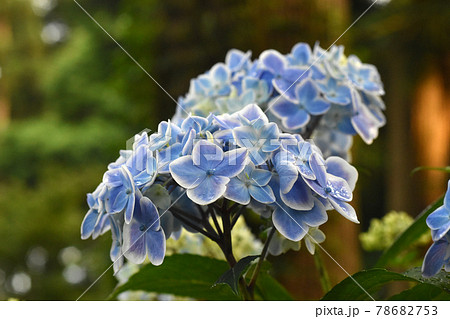 千葉県香取郡多古町 日本寺の紫陽花 78682753