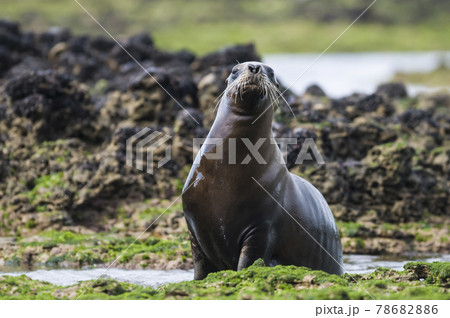 Mother  sea lion, Patagonia 78682886
