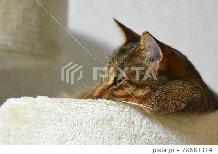 生後10ヵ月齢のキジトラの仔猫　キャットタワーでくつろぐ雄猫　横顔 78683014
