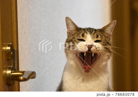 生後10ヵ月齢のサバトラの仔猫 隣の部屋に行きたい雄猫 生後10ヵ月齢のサバトラの仔猫 隣の部屋に行きたい雄猫 78683078