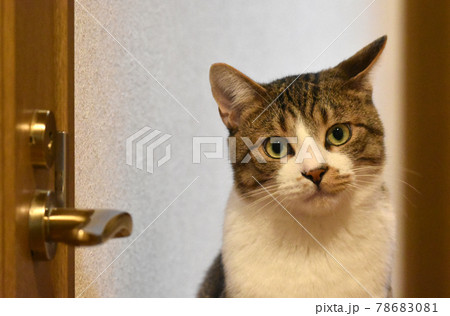 生後10ヵ月齢のサバトラの仔猫 隣の部屋に行きたい雄猫 生後10ヵ月齢のサバトラの仔猫 隣の部屋に行きたい雄猫 78683081