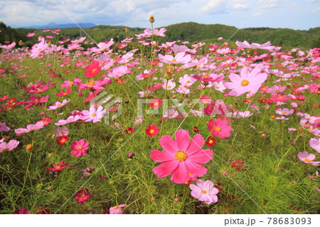 【北海道】国営滝野すずらん丘陵公園のコスモス 78683093