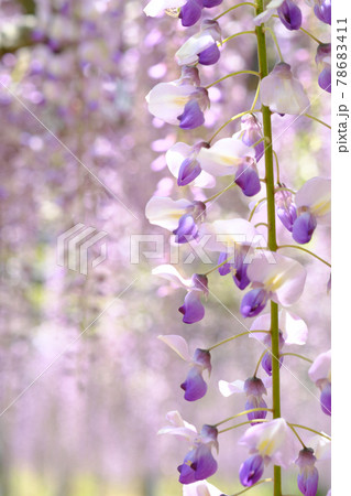 和気公園の美しい藤の花 和気公園の美しい藤の花 78683411