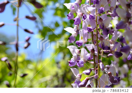 晴れの日の藤の花 晴れの日の藤の花 78683412
