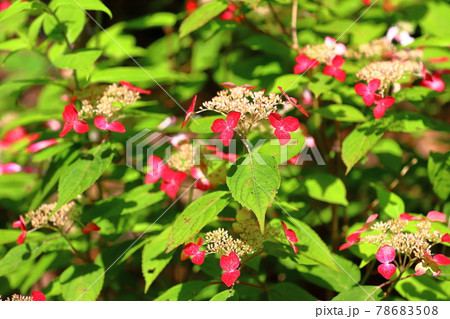 静岡県下田市 伊豆の下田公園 日本有数のアジサイの名所の「紅」という品種の紫陽花 静岡県下田市 伊豆の下田公園 日本有数のアジサイの名所の「紅」という品種の紫陽花 78683508
