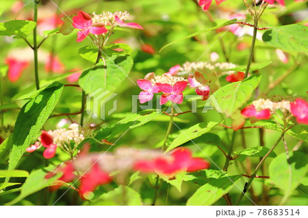 静岡県下田市 伊豆の下田公園 日本有数のアジサイの名所の 紅 という品種の紫陽花の写真素材