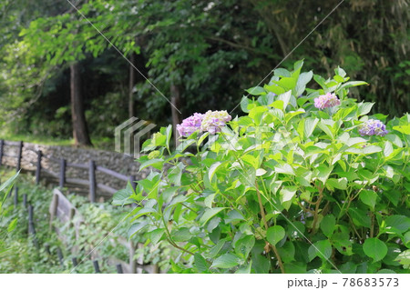 アジサイの花 アジサイの花 78683573