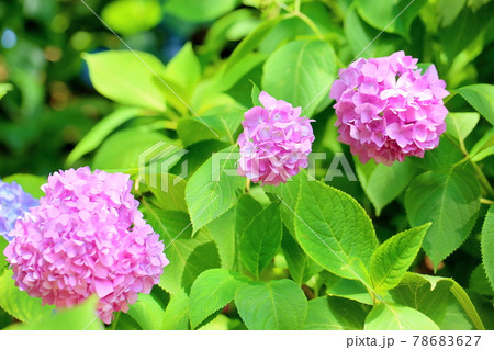 アジサイの花 アジサイの花 78683627