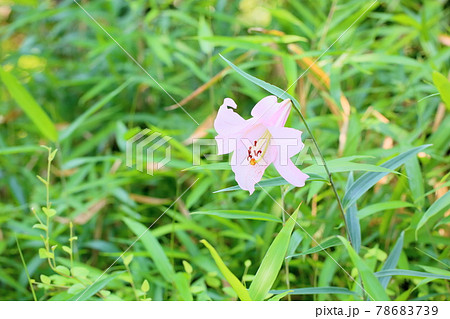 ササユリの花 78683739