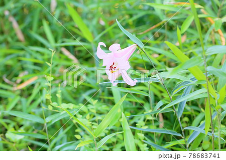 ササユリの花 ササユリの花 78683741