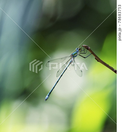 日陰の細い枝先で待ち伏せしている木漏れ日が当たるアオイトトンボ1 78683753