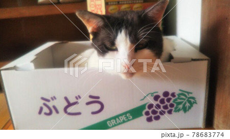ぶどうの段ボール箱の中にいる猫 78683774