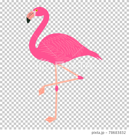 火烈鳥素材圖 78683832