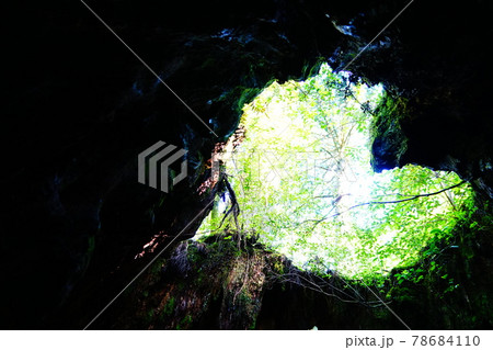 屋久島　ウィルソン株のハート 78684110