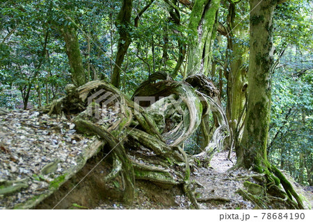 鞍馬山・根っこ 78684190