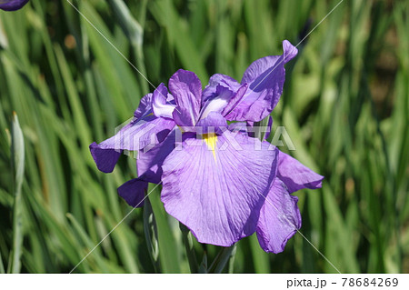 堺市白鷺公園の花菖蒲 堺市白鷺公園の花菖蒲 78684269