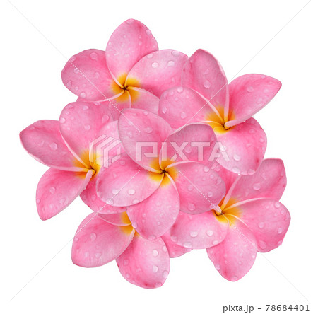 frangipani flower with drops of water isolated on white background. frangipani flower with drops of water isolated on white background. 78684401