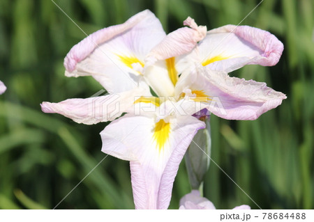 堺市白鷺公園の花菖蒲 堺市白鷺公園の花菖蒲 78684488