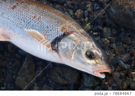 相模川の厚木で投網に入ったマルタ鯎 78684667