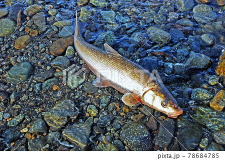 相模川の厚木で投網に入ったマルタ鯎 相模川の厚木で投網に入ったマルタ鯎 78684785