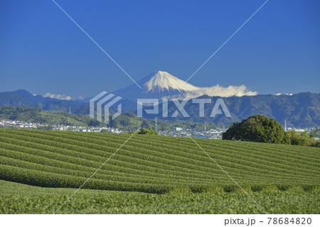 茶畑と富士山 78684820