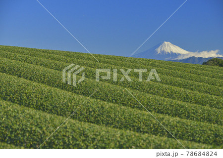 茶畑と富士山 78684824