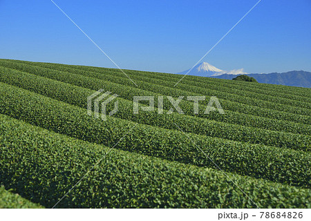 茶畑と富士山 78684826