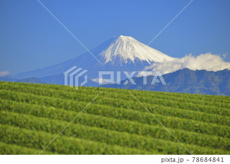 茶畑と富士山 78684841