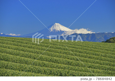 茶畑と富士山 78684842