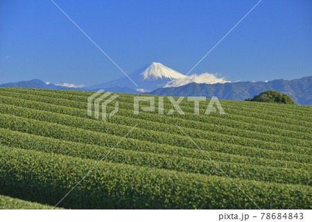 茶畑と富士山 78684843