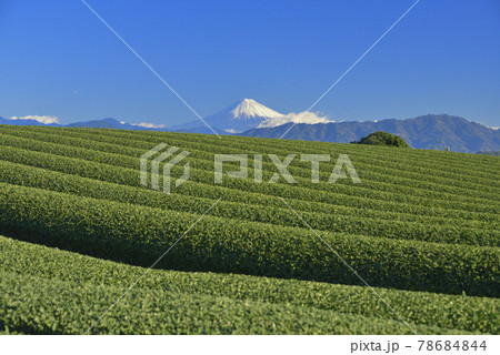 茶畑と富士山 78684844