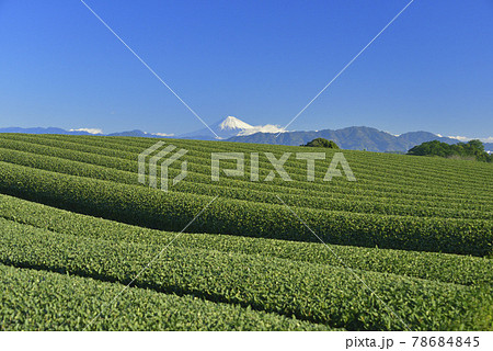 茶畑と富士山 78684845