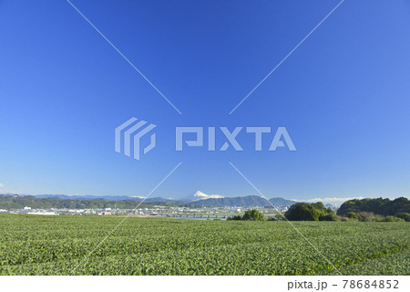 茶畑と富士山 78684852