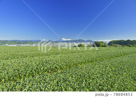 茶畑と富士山 78684853