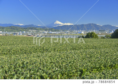 茶畑と富士山 78684854