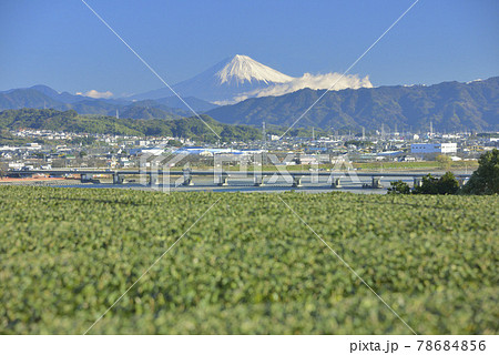 茶畑と富士山 78684856
