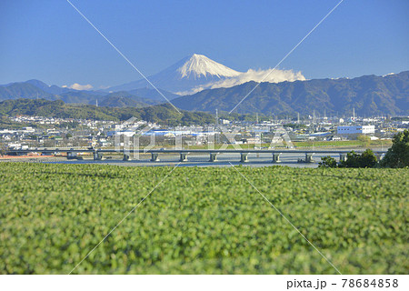 茶畑と富士山 78684858