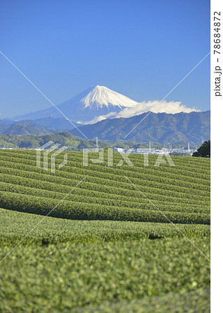 茶畑と富士山 78684872