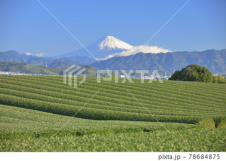 茶畑と富士山 78684875