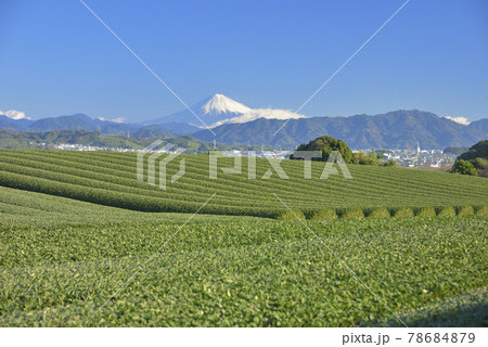 茶畑と富士山 78684879
