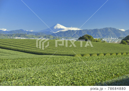 茶畑と富士山 茶畑と富士山 78684880