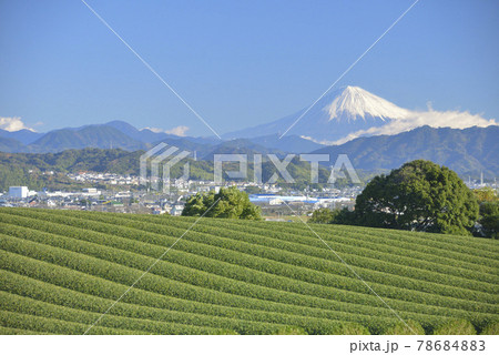 茶畑と富士山 78684883